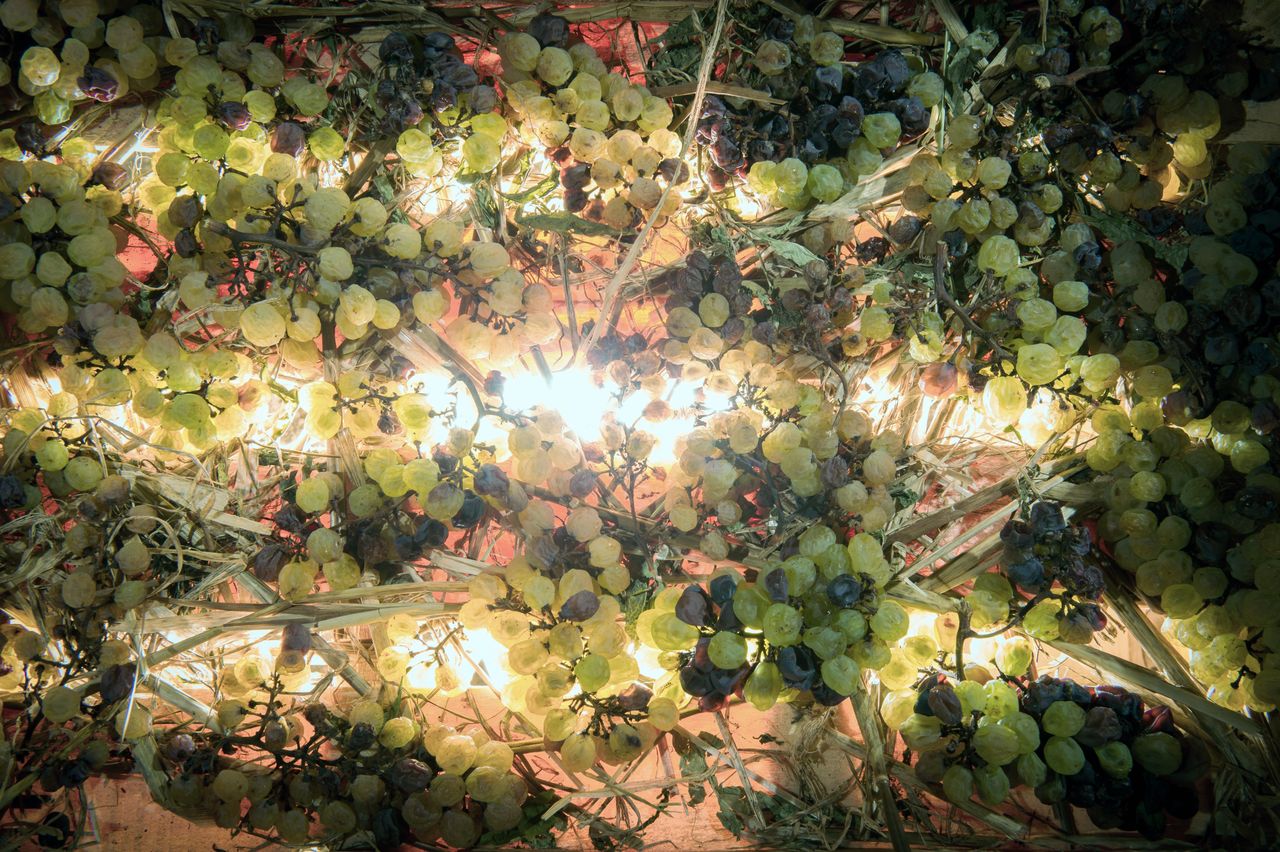 Vignoble Technique Vin de paille VDP-0017